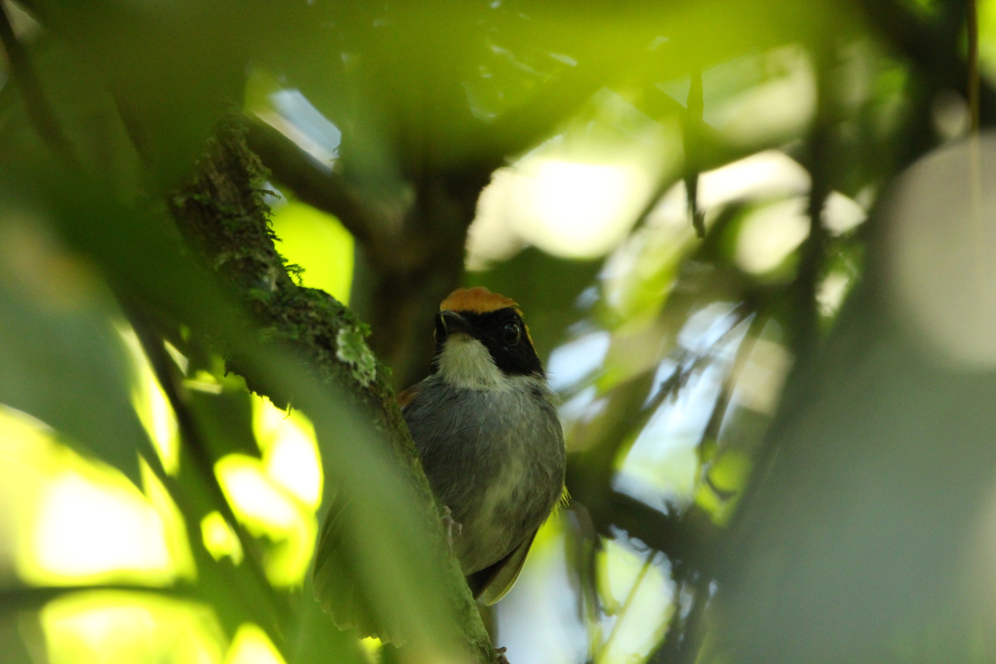 Black-cheeked Gnateater (Conopophaga melanops), photo 9