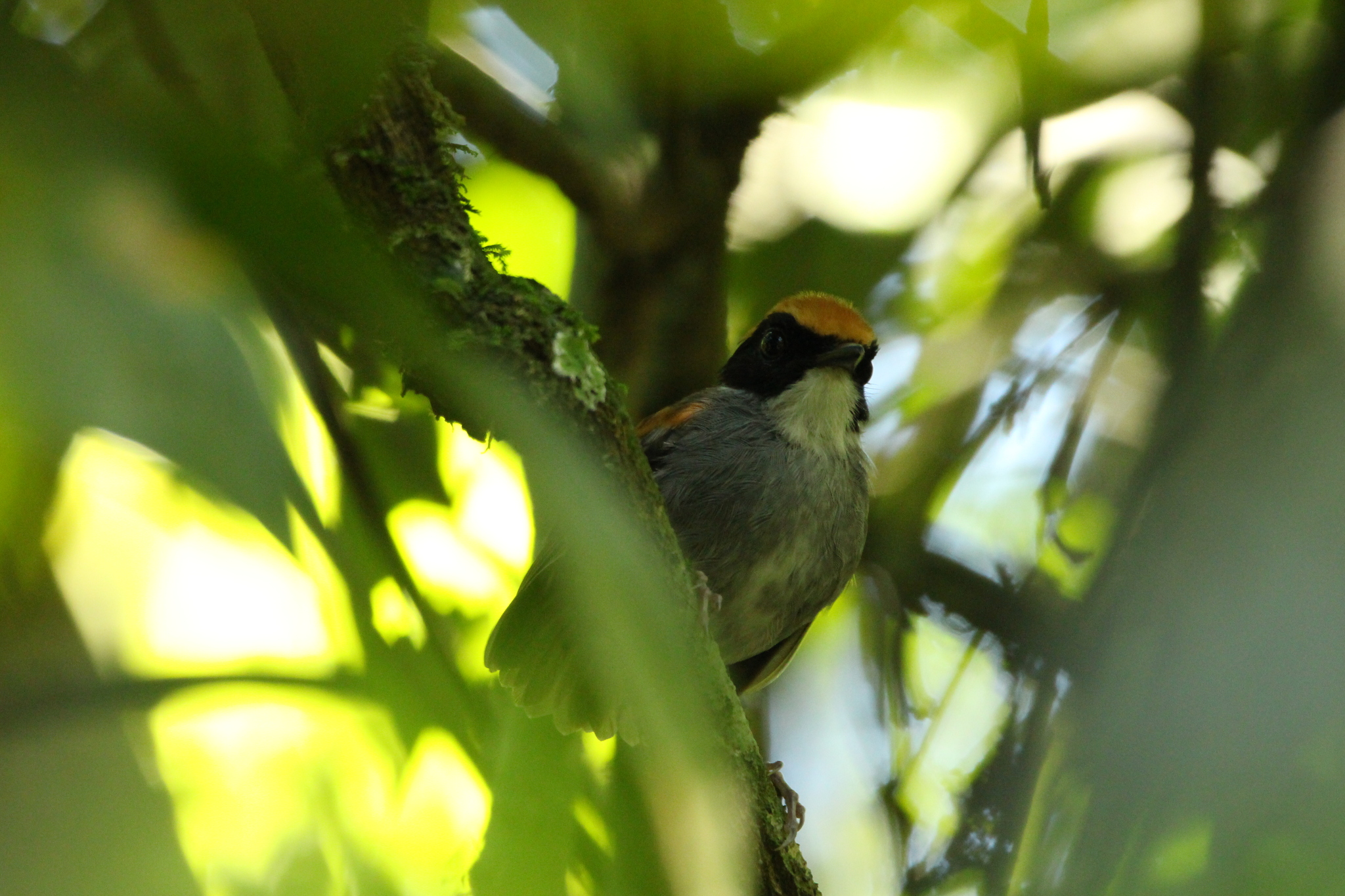 Black-cheeked Gnateater (Conopophaga melanops), photo 10