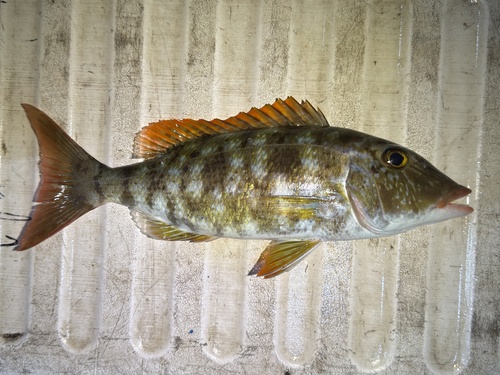 Ambon emperor (Lethrinus amboinensis) — Lethrinidae — 3