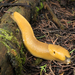 California Banana Slug - Photo (c) Alan Rockefeller, some rights reserved (CC BY)