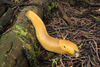 California Banana Slug - Photo (c) Alan Rockefeller, some rights reserved (CC BY), uploaded by Alan Rockefeller