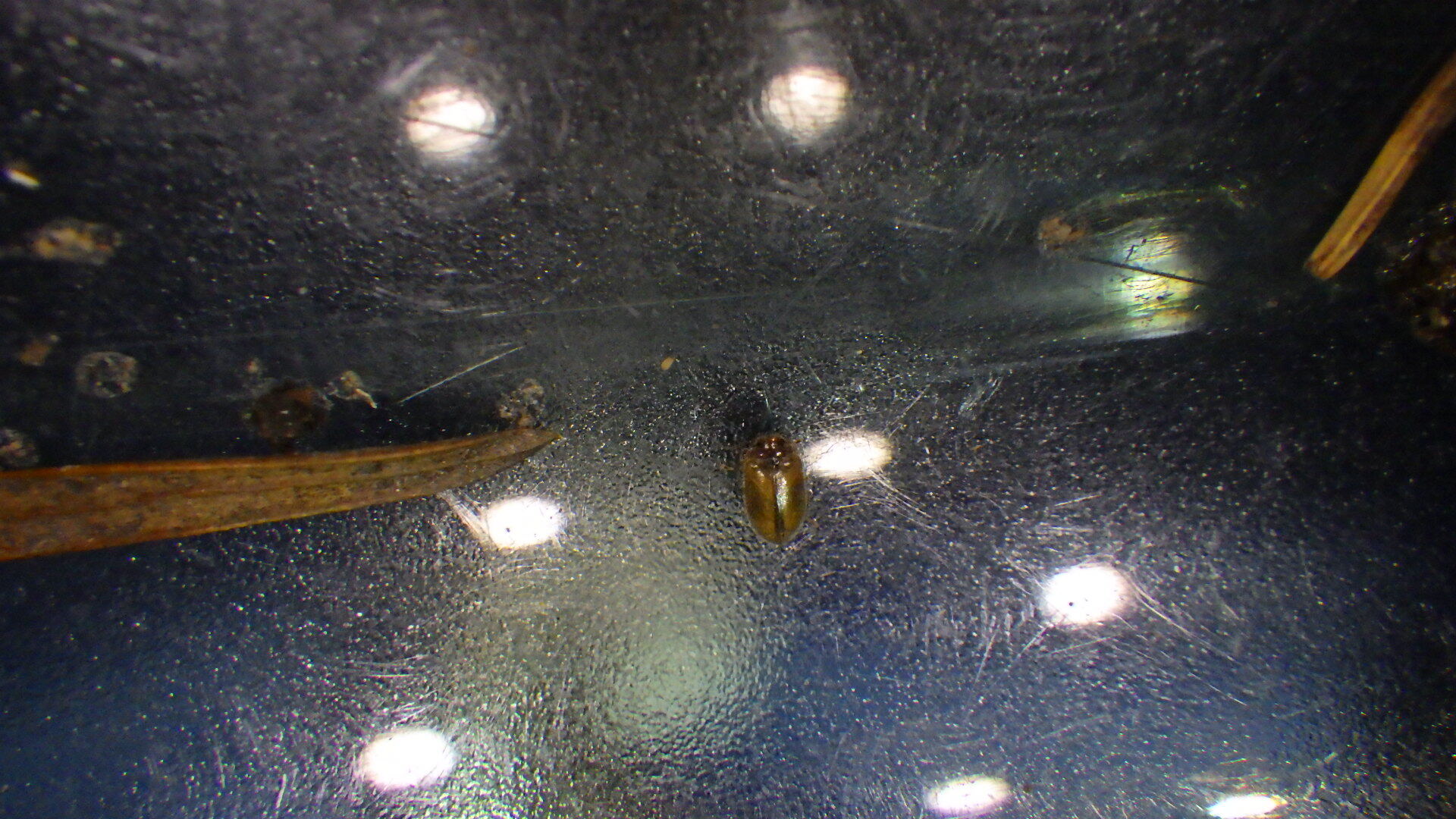 Contacyphon pubescens