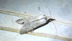 Cucullia postera