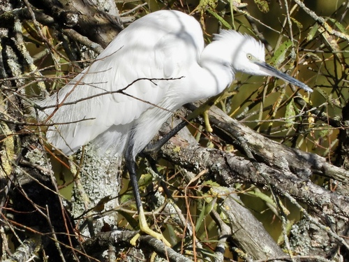 iNaturalist: (c) stevecarter27, some rights reserved (CC BY-NC) iNaturalist image