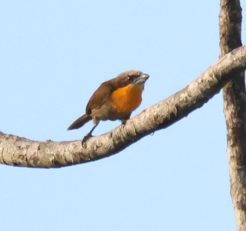 Scarlet-crowned Barbet (Capito aurovirens), photo 9