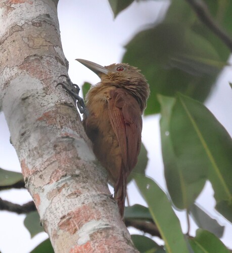 Cinnamon-throated Woodcreeper (Dendrexetastes rufigula), photo 10
