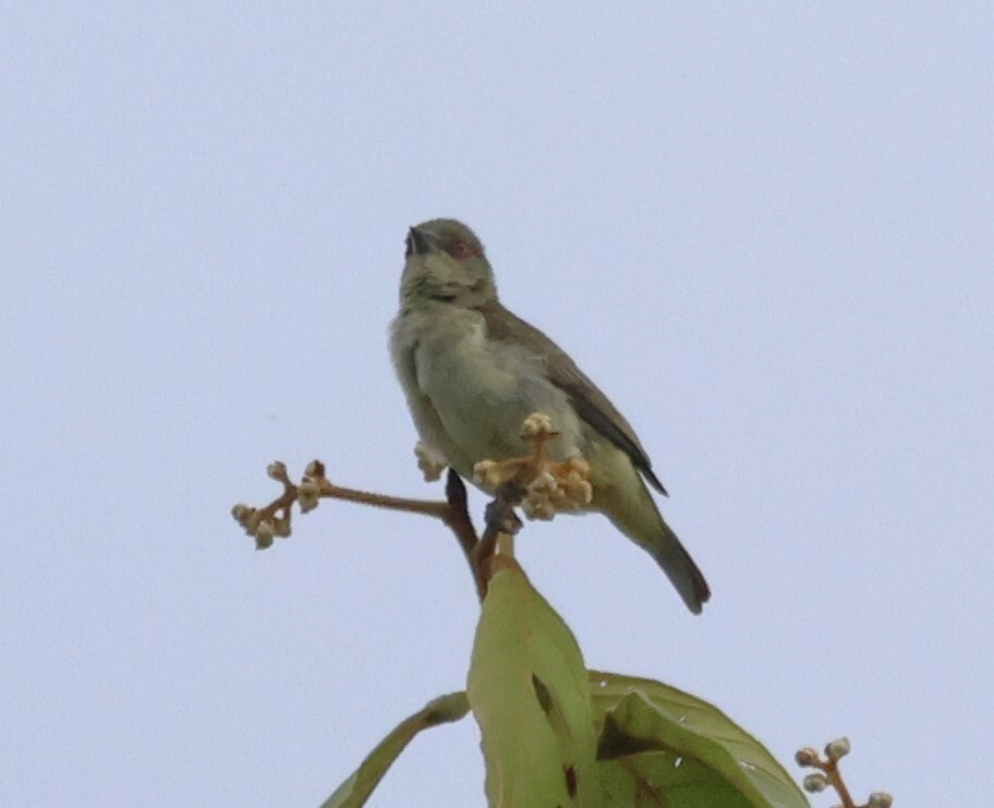 Yellow-bellied Dacnis (Dacnis flaviventer), photo 6