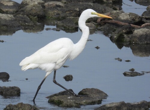 iNaturalist: (c) garlice99, some rights reserved (CC BY-NC), uploaded by garlice99 iNaturalist image