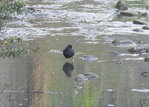 iNaturalist: (c) garlice99, some rights reserved (CC BY-NC), uploaded by garlice99 iNaturalist image