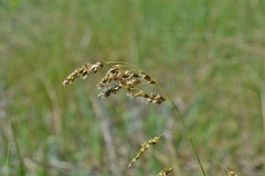 Anthoxanthum repens