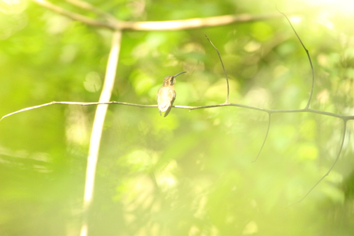 Reddish Hermit (Phaethornis ruber), photo 4