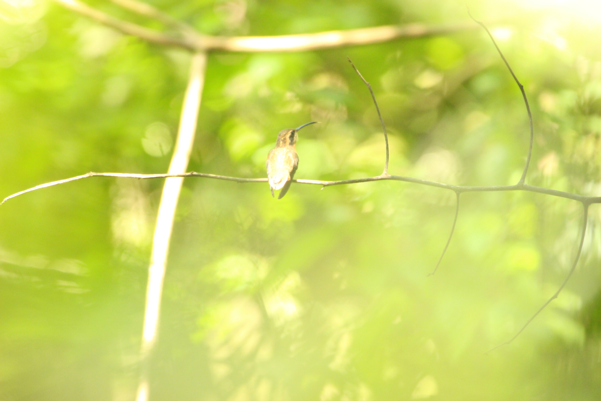 Reddish Hermit (Phaethornis ruber), photo 4