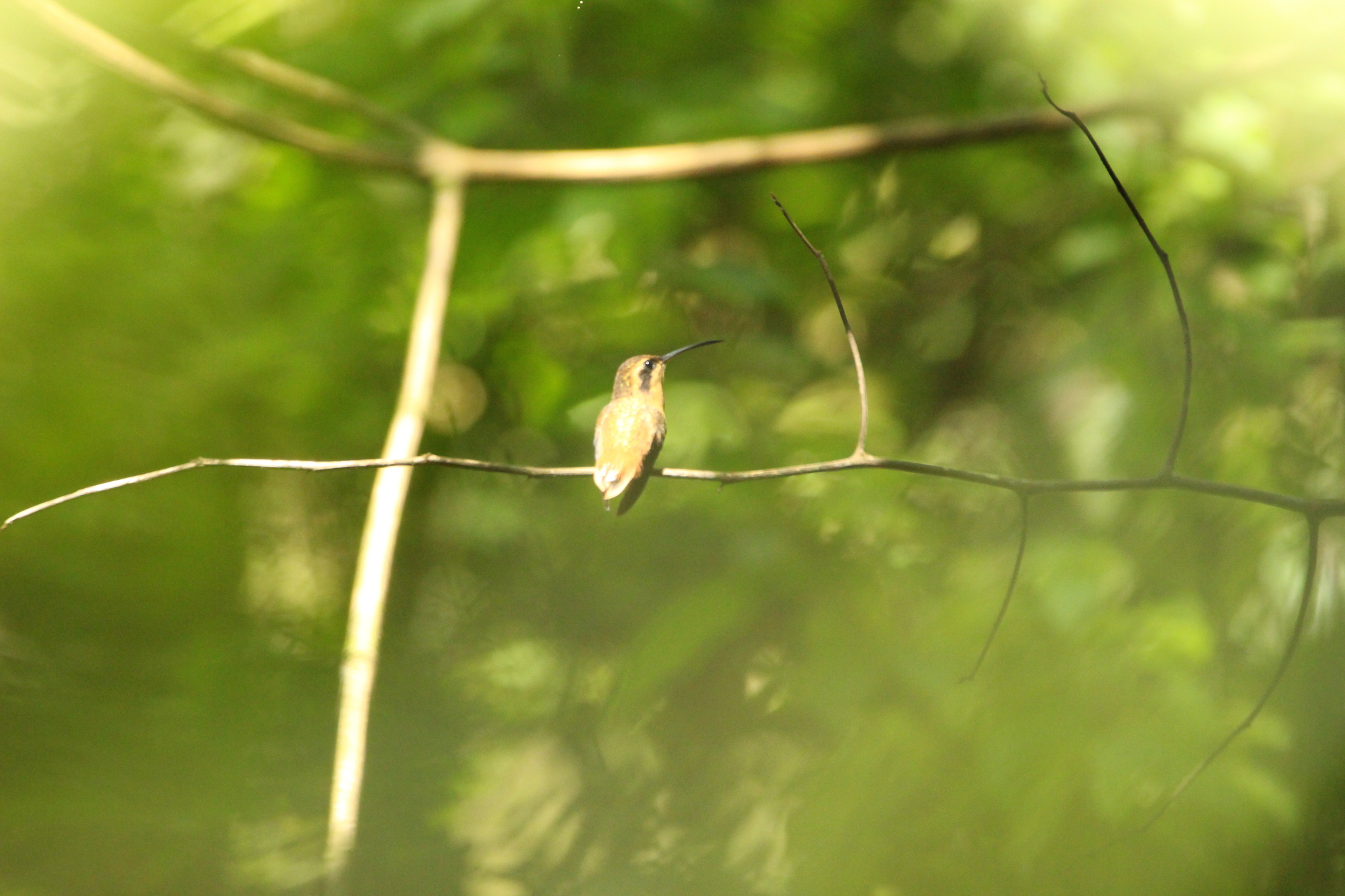 Reddish Hermit (Phaethornis ruber), photo 3