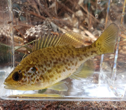 Redear Sunfish