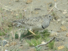 Thinocorus rumicivorus