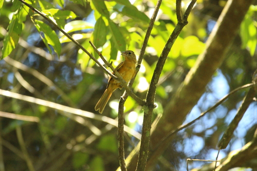 Flame-crested Tanager (Loriotus cristatus), photo 7