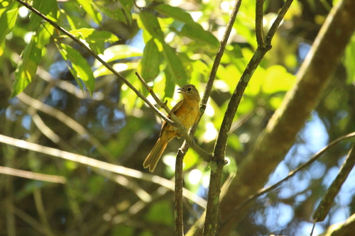 Flame-crested Tanager (Loriotus cristatus), photo 6