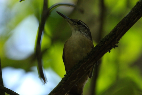 Long-billed Wren (Cantorchilus longirostris), photo 3