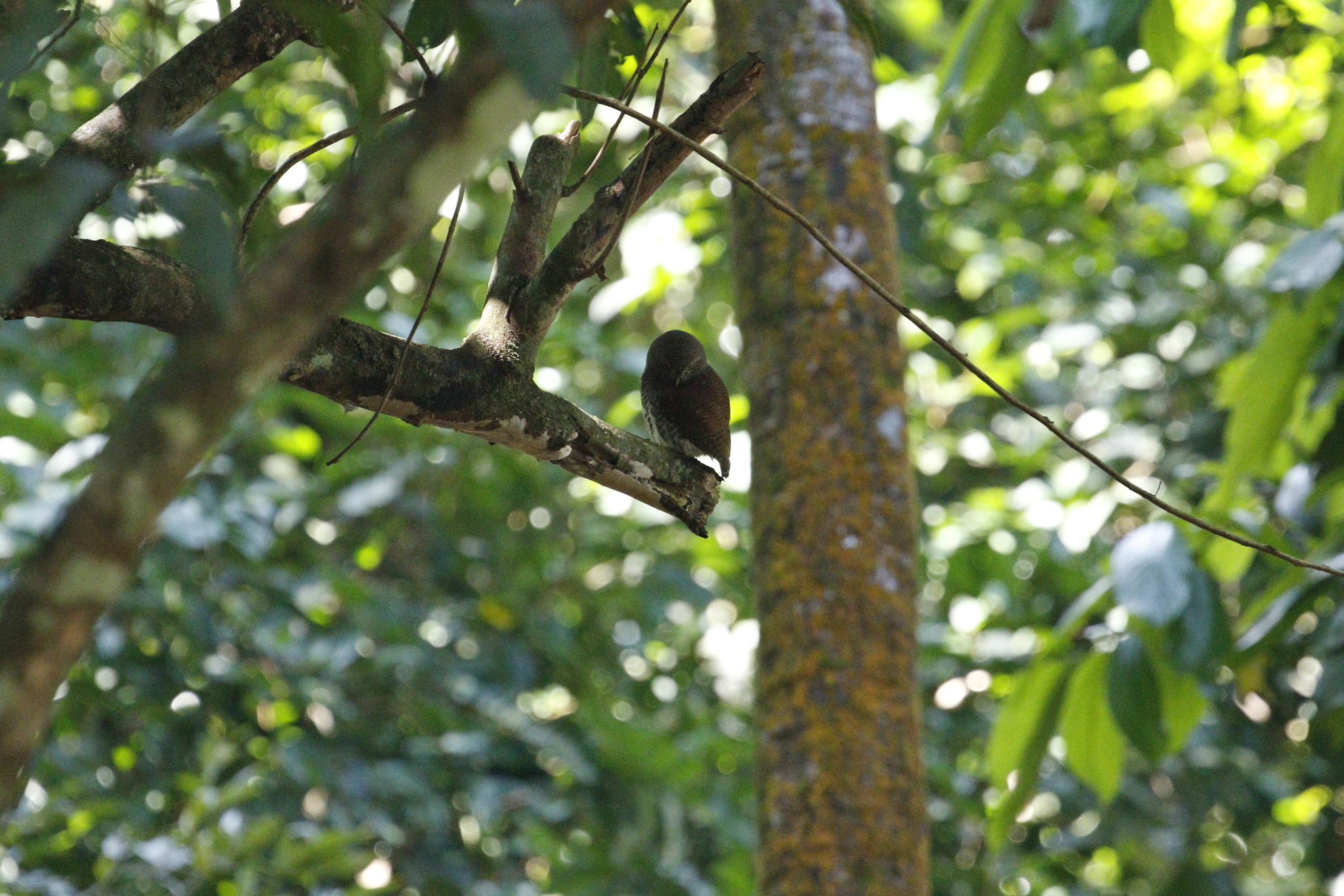 Chestnut-backed Owlet (Glaucidium castanotum), photo 7