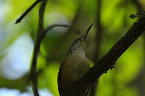 Long-billed Wren (Cantorchilus longirostris), photo 4