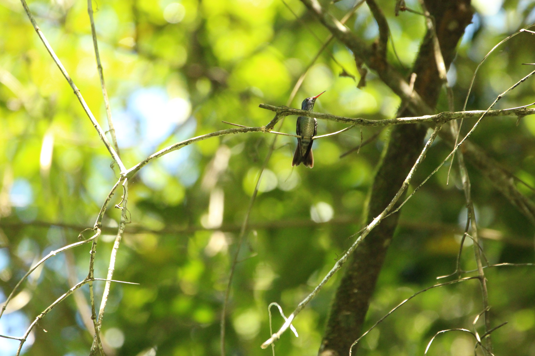 Versicolored Emerald (Chrysuronia versicolor), photo 6