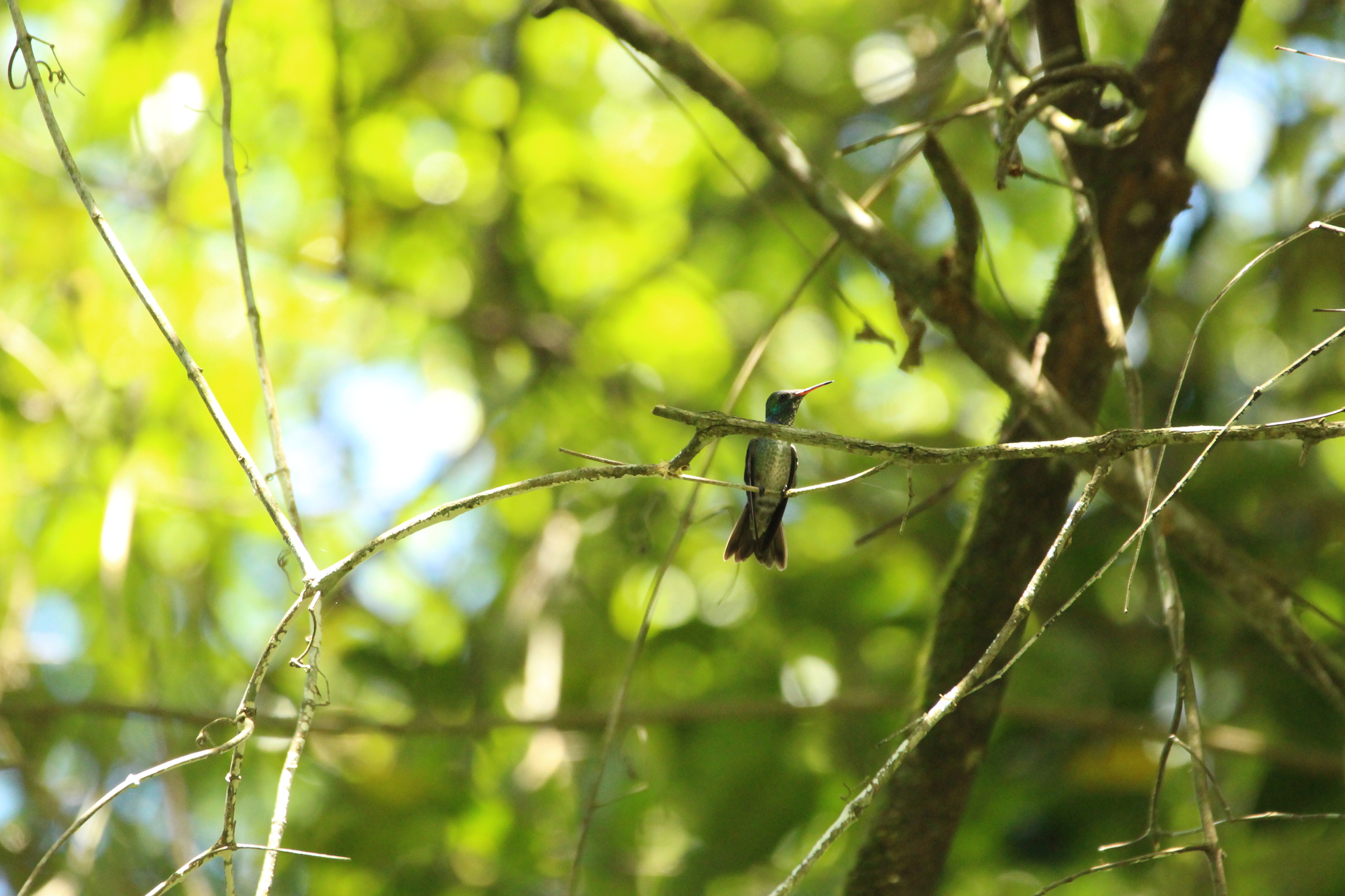 Versicolored Emerald (Chrysuronia versicolor), photo 7