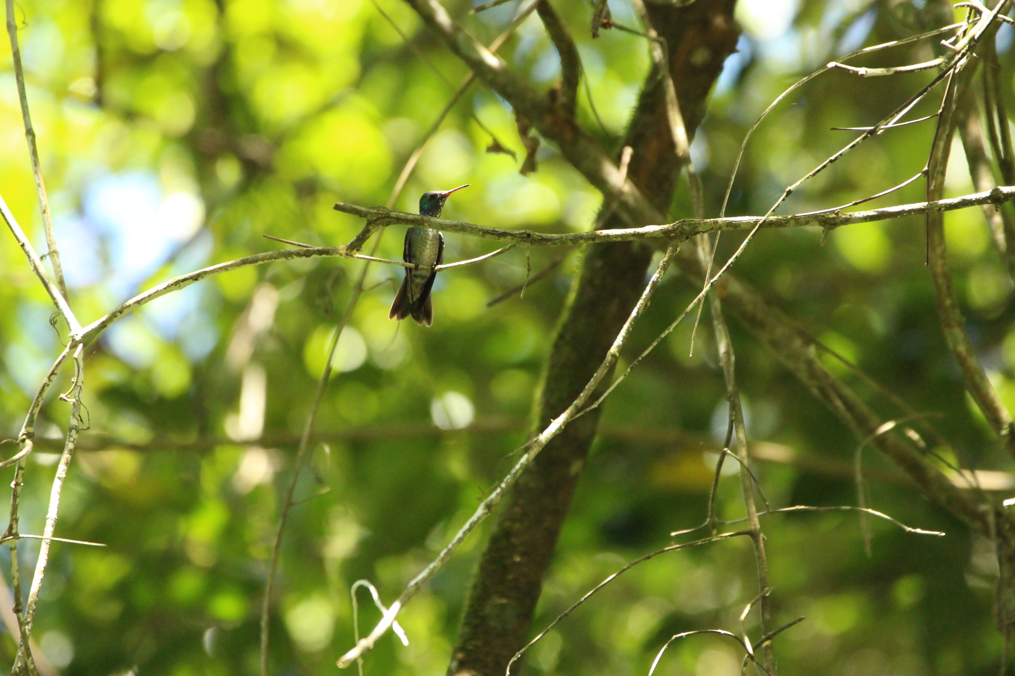 Versicolored Emerald (Chrysuronia versicolor), photo 8
