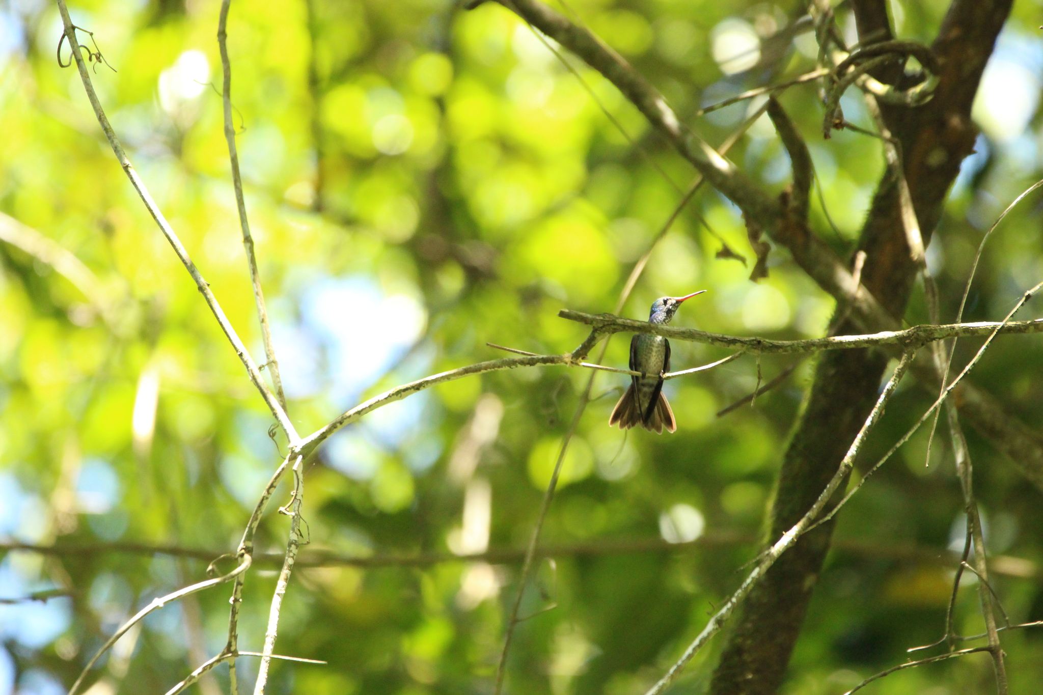 Versicolored Emerald (Chrysuronia versicolor), photo 9