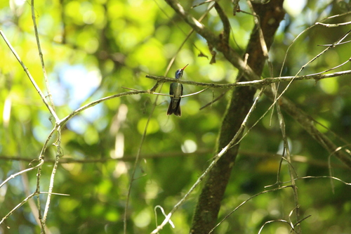 Versicolored Emerald (Chrysuronia versicolor)