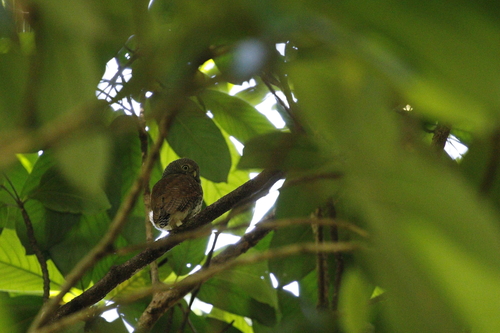 Chestnut-backed Owlet (Glaucidium castanotum), photo 9