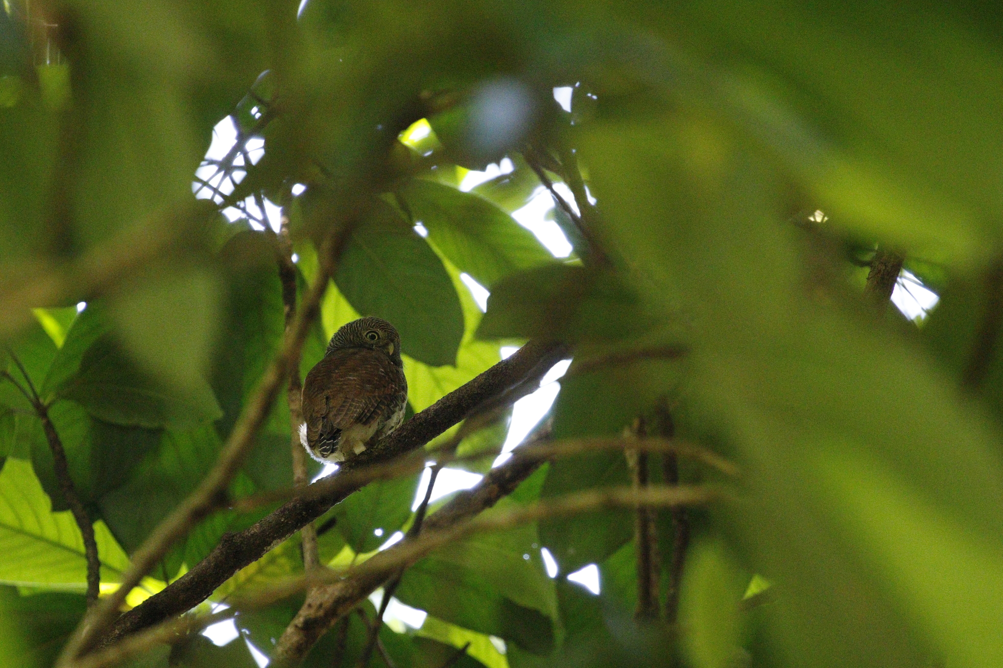 Chestnut-backed Owlet (Glaucidium castanotum), photo 6