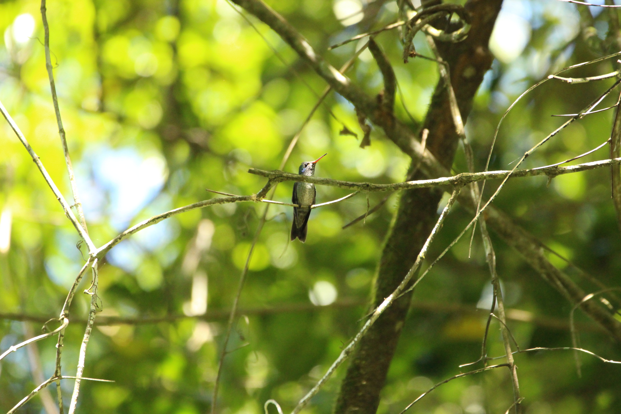 Versicolored Emerald (Chrysuronia versicolor), photo 2