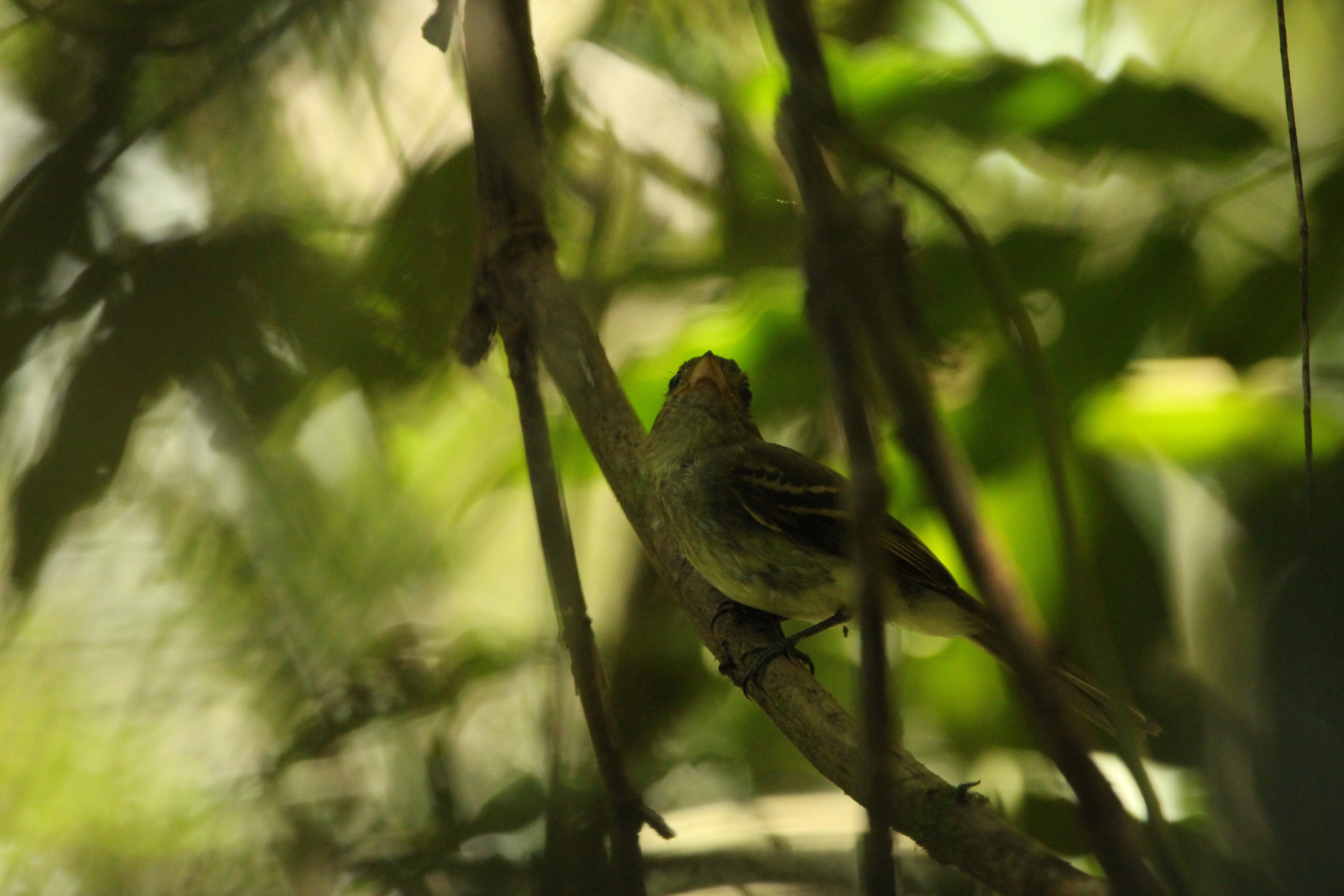 Euler's Flycatcher (Lathrotriccus euleri), photo 4