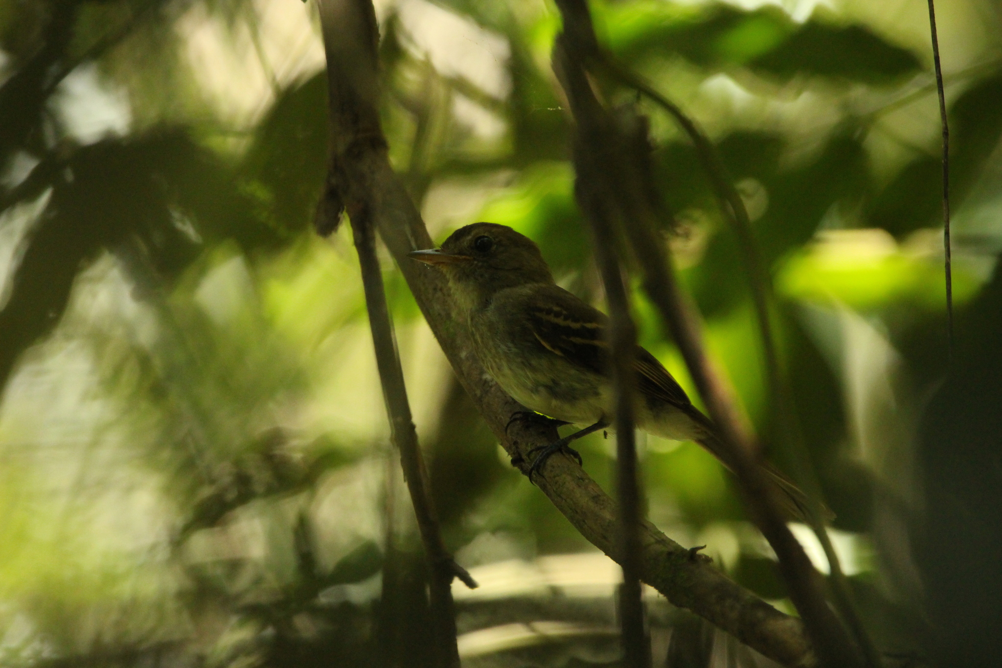 Euler's Flycatcher (Lathrotriccus euleri), photo 9