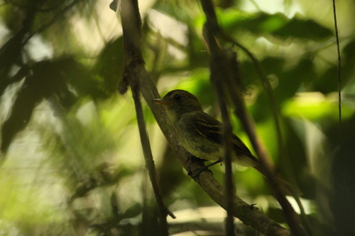 Euler's Flycatcher (Lathrotriccus euleri), photo 3