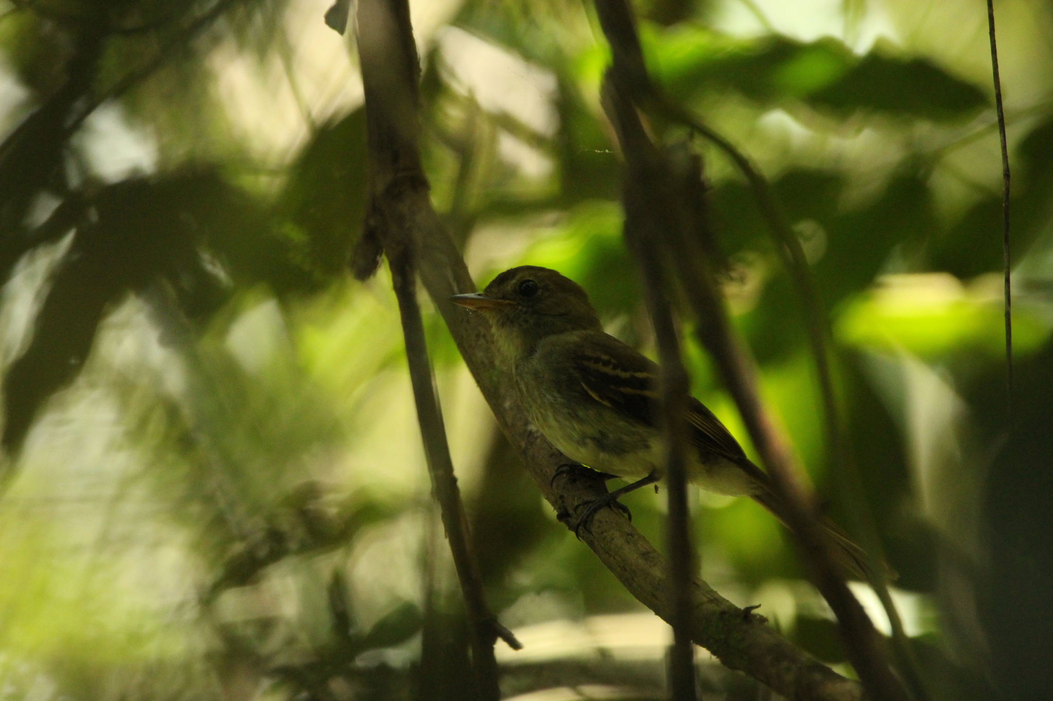Euler's Flycatcher (Lathrotriccus euleri), photo 3