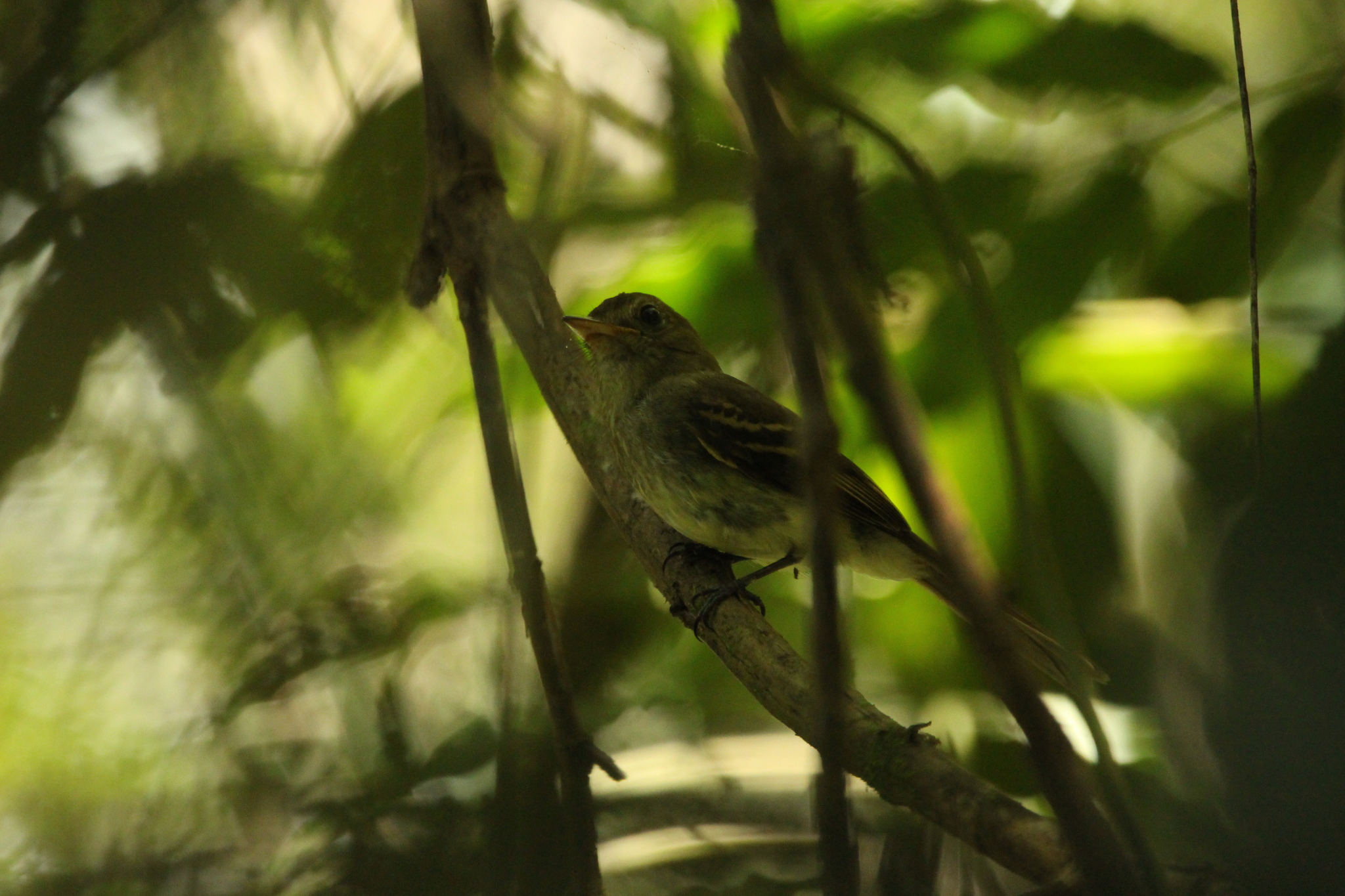 Euler's Flycatcher (Lathrotriccus euleri), photo 10