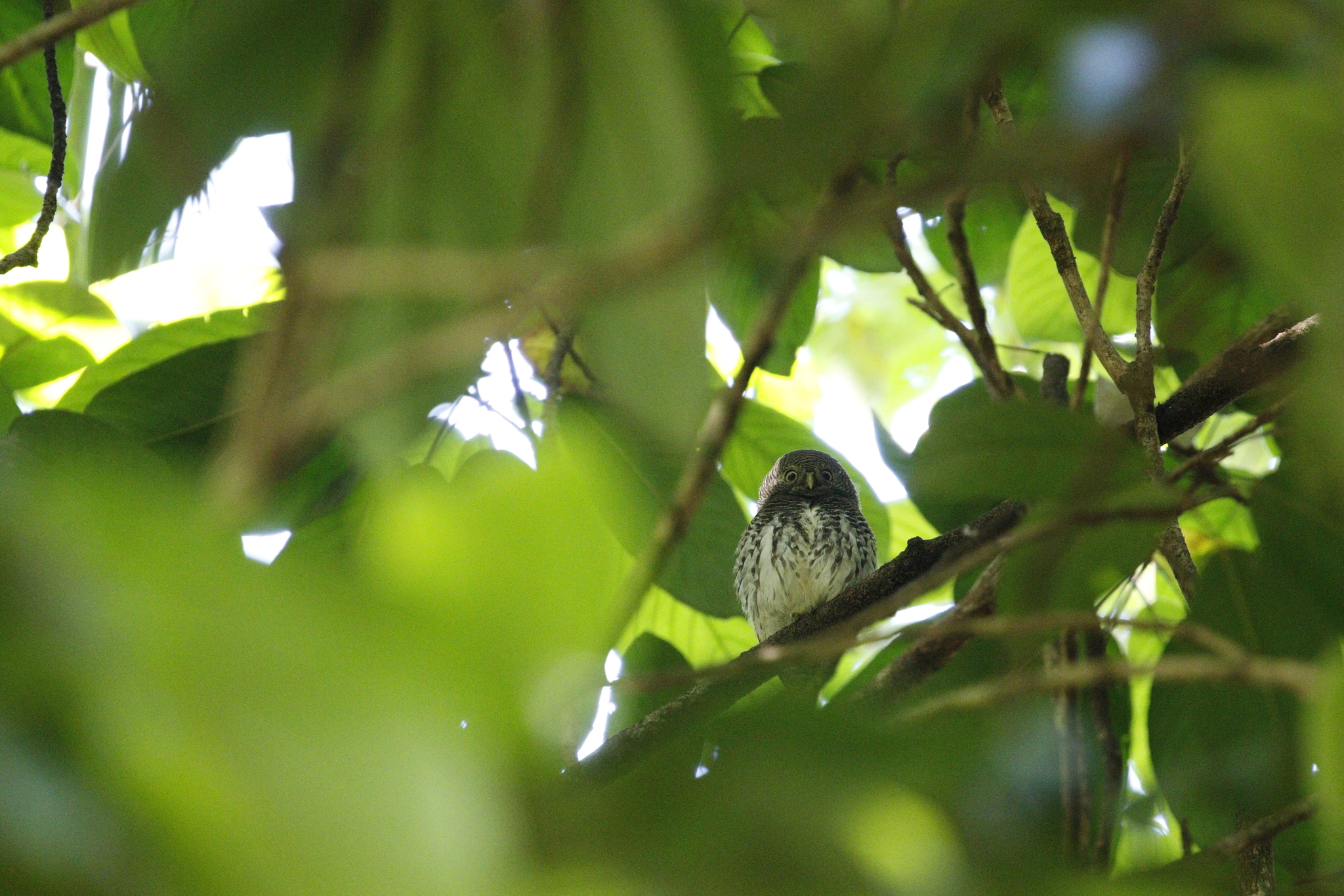 Chestnut-backed Owlet (Glaucidium castanotum), photo 1