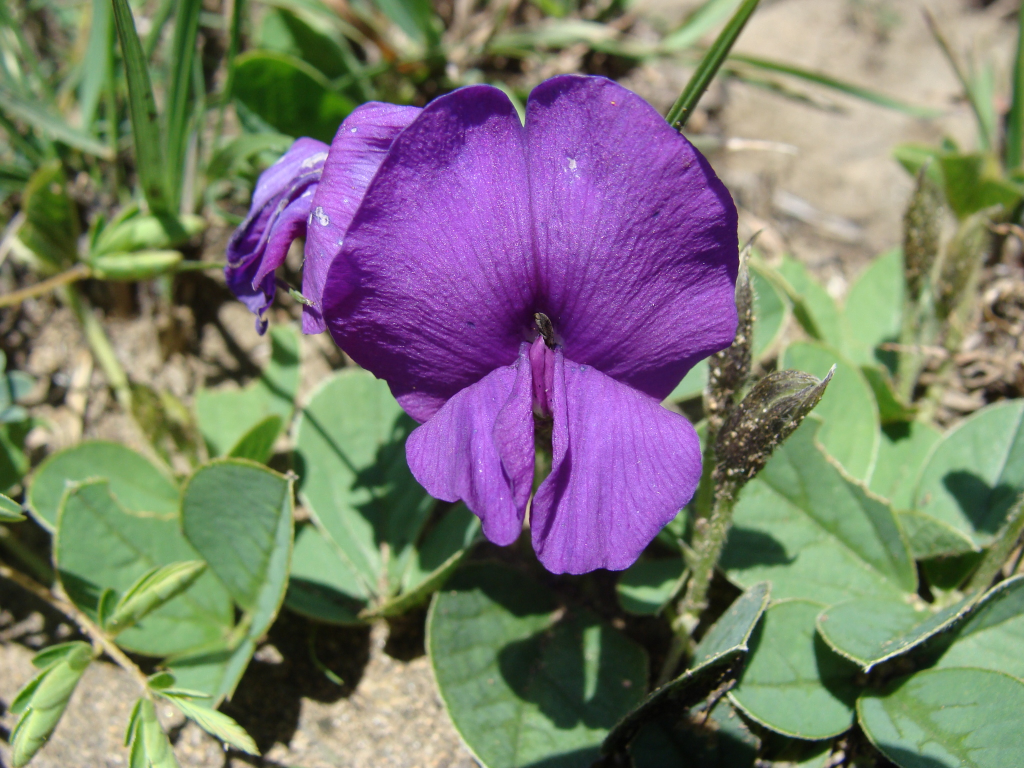 Cologania obovata