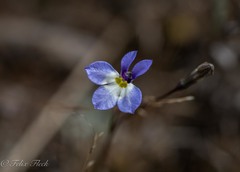 Lobelia orientalis