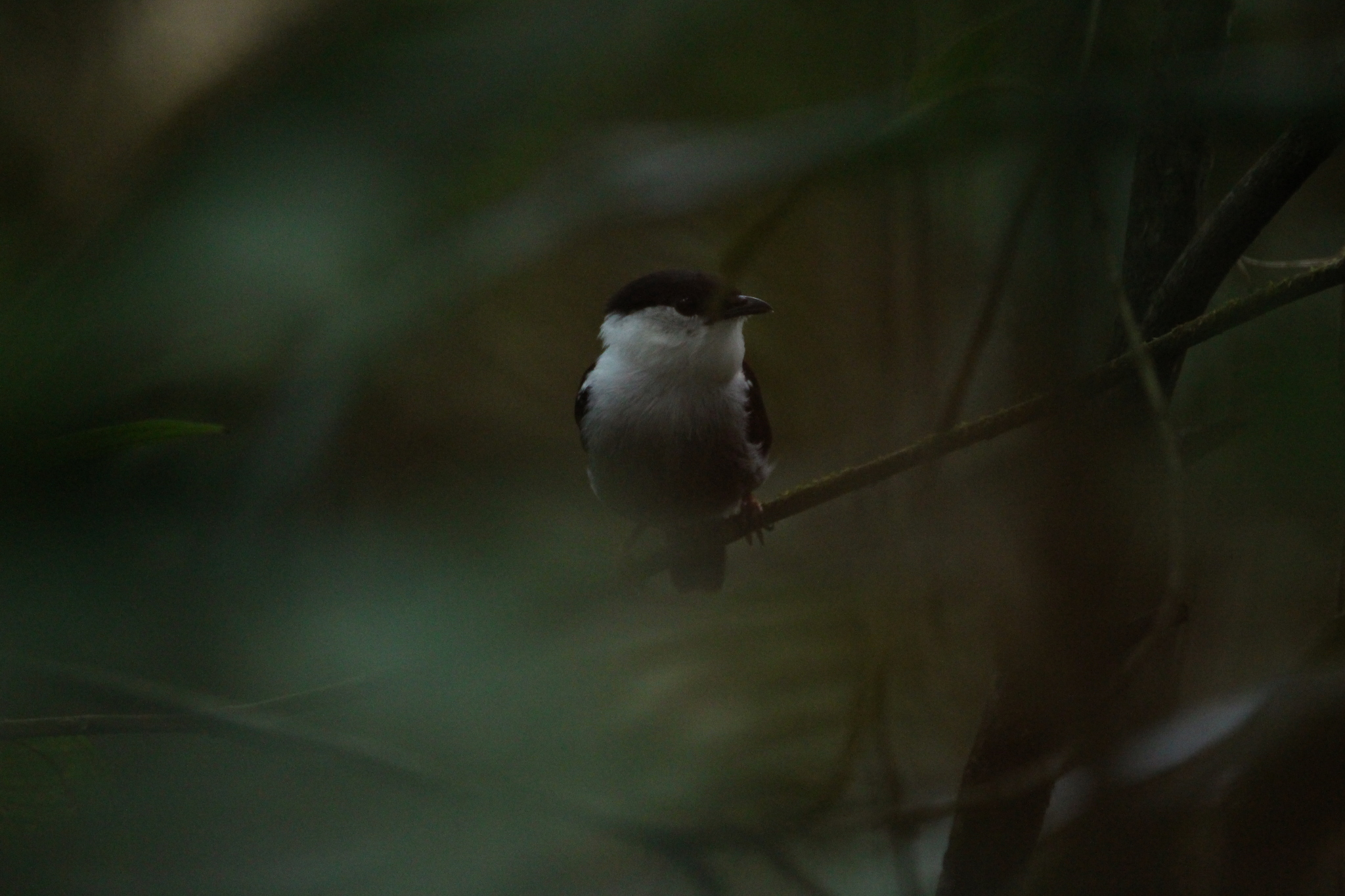 White-bearded Manakin (Manacus manacus), photo 10