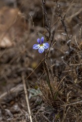 Lobelia orientalis