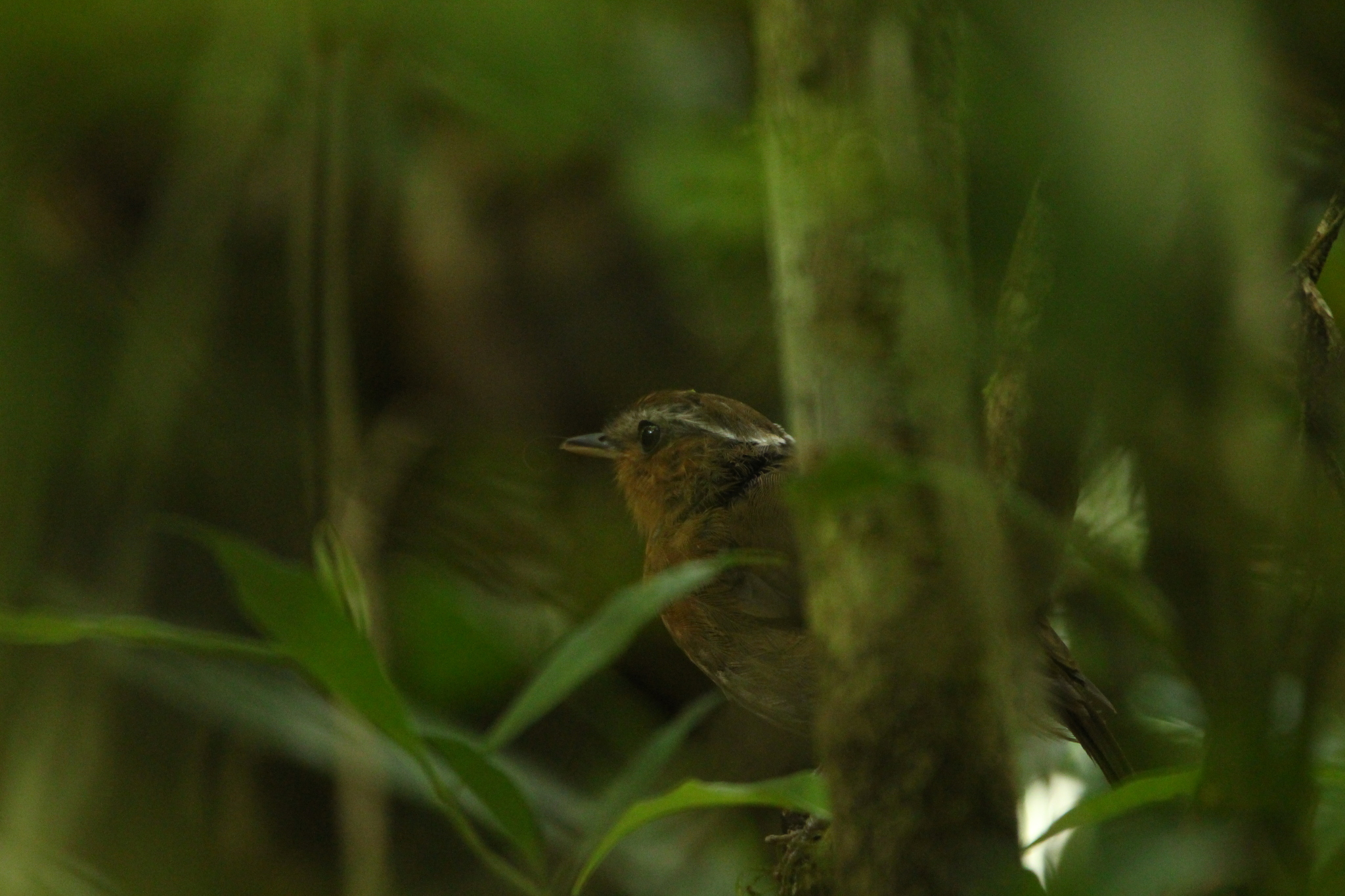 Rufous Gnateater (Conopophaga lineata), photo 8