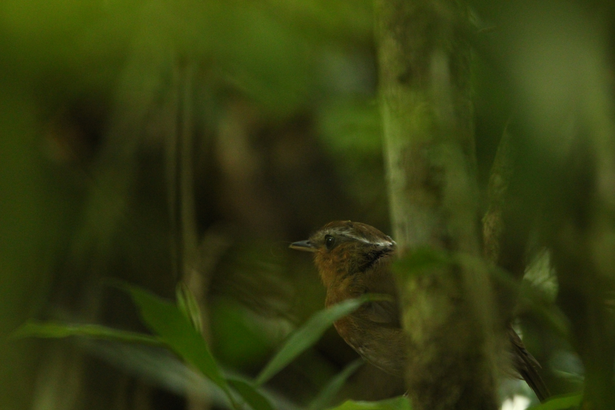 Rufous Gnateater (Conopophaga lineata), photo 10