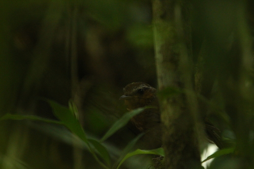 Rufous Gnateater (Conopophaga lineata), photo 7