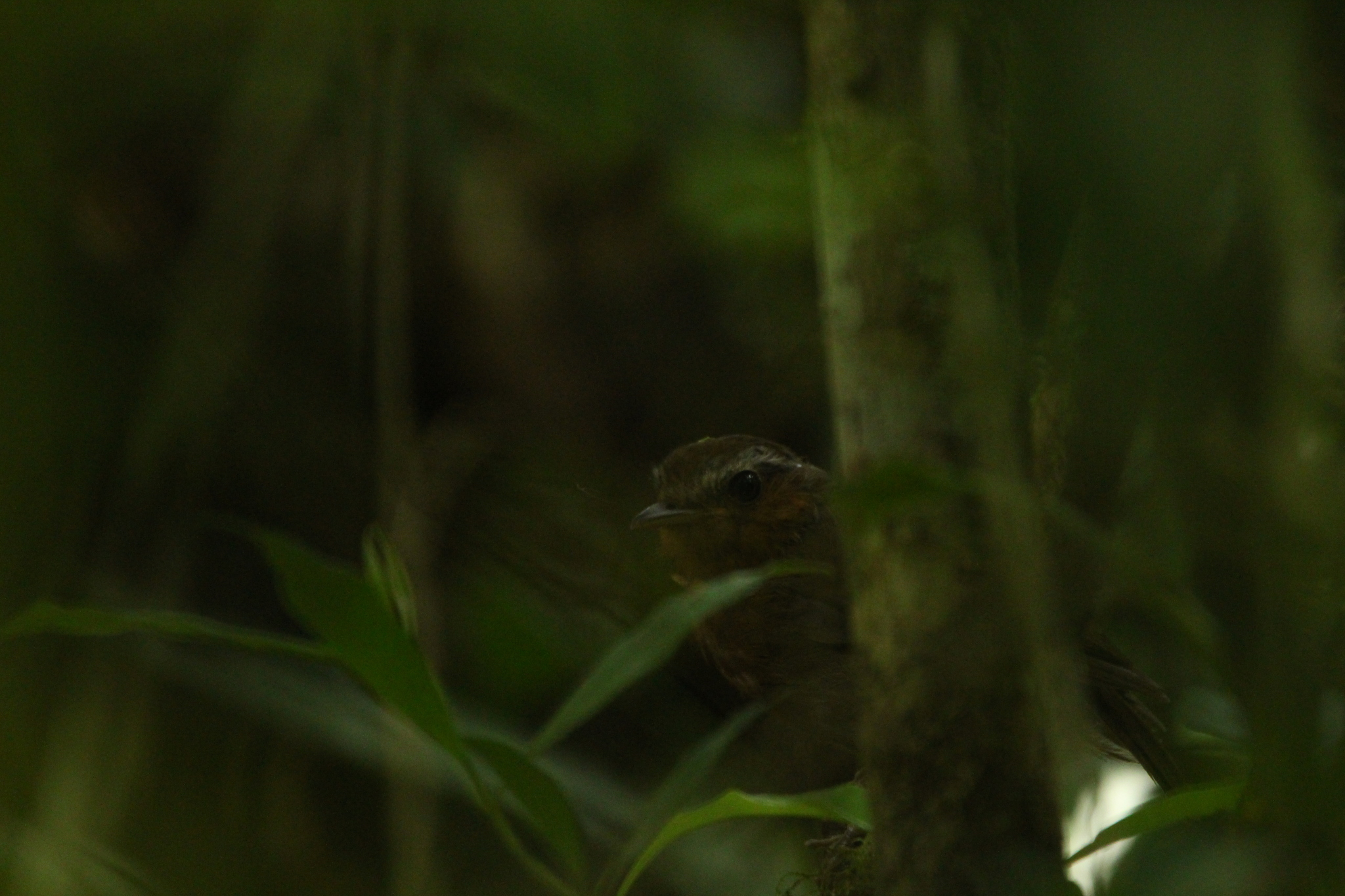 Rufous Gnateater (Conopophaga lineata), photo 7