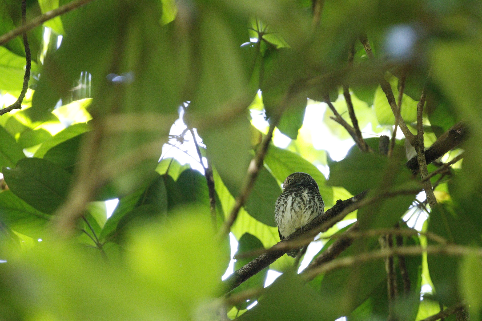 Chestnut-backed Owlet (Glaucidium castanotum), photo 2