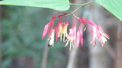 Bauhinia jenningsii
