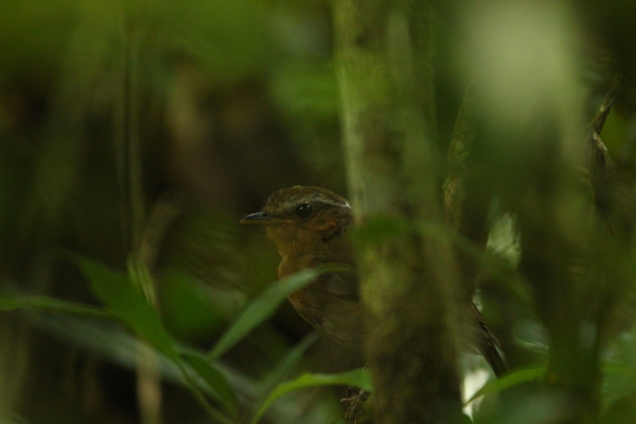 Rufous Gnateater (Conopophaga lineata), photo 9