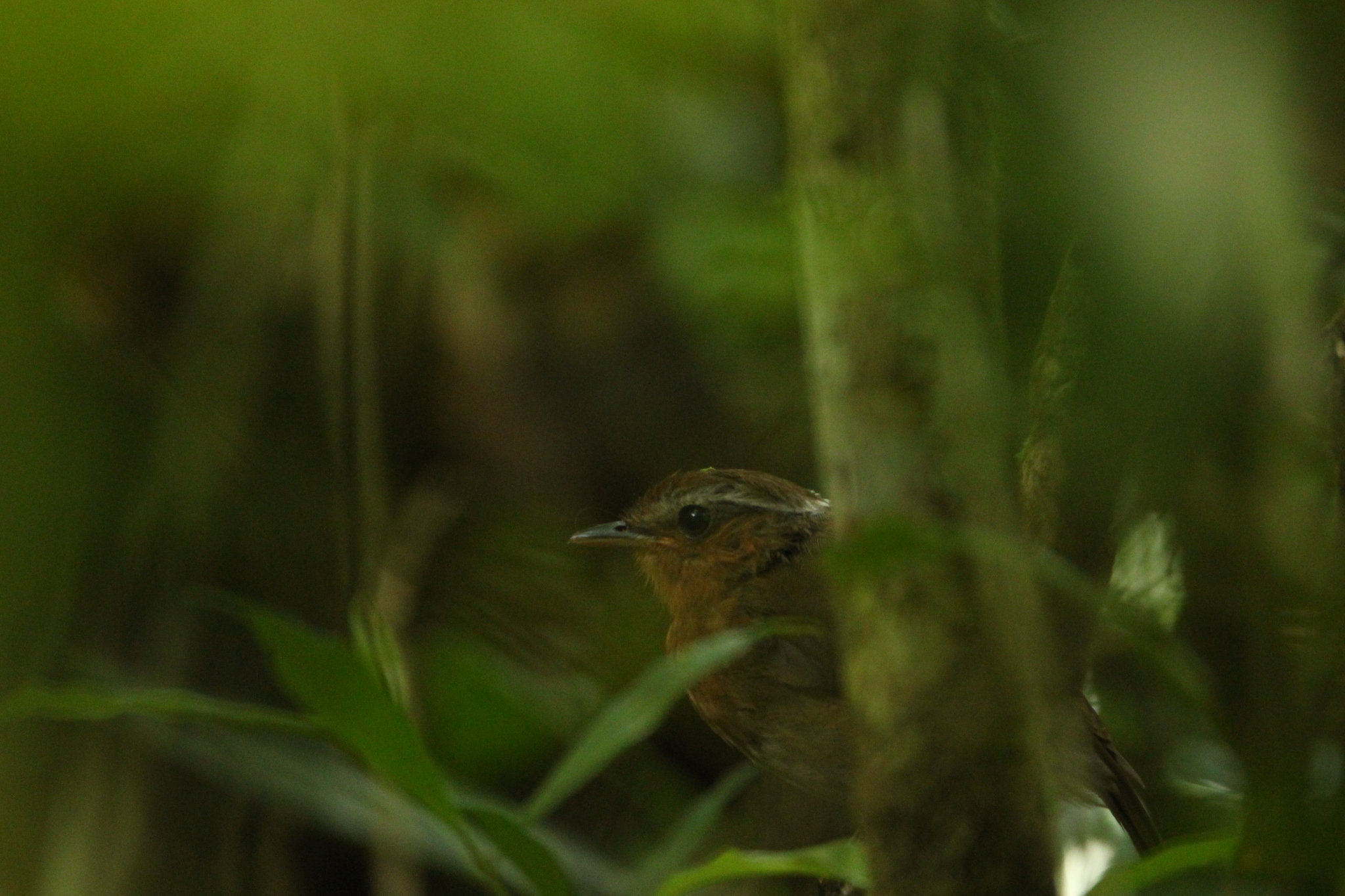 Rufous Gnateater (Conopophaga lineata), photo 6